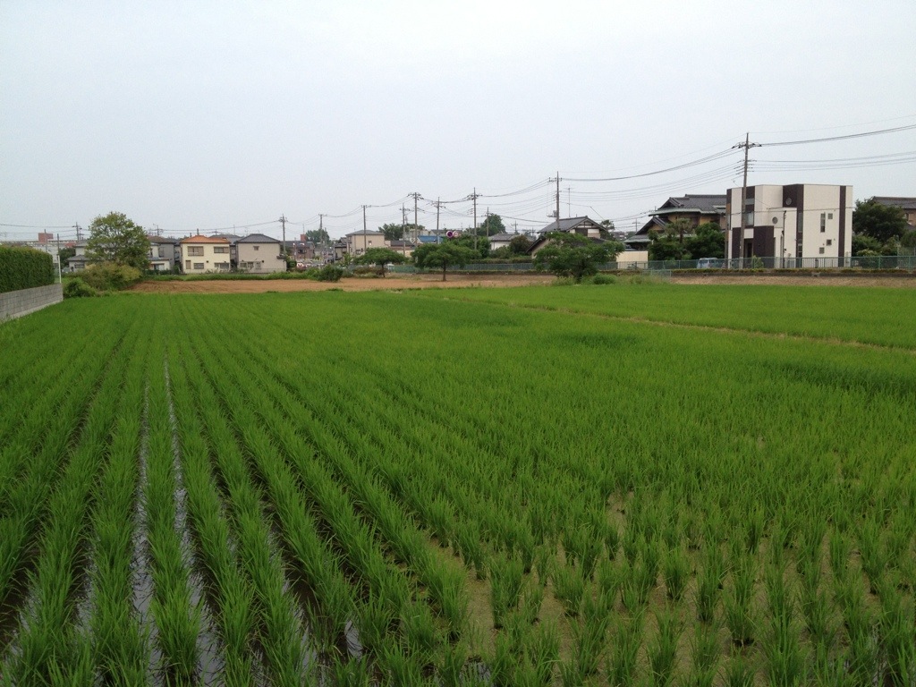 20130613-055426.jpg